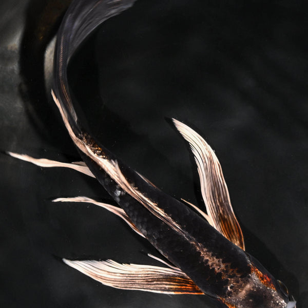 Black Koi Fish for Sale | Koi Fish USA – Page 7
