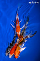 PACK OF (5) 4-5" BUTTERFLY KOI