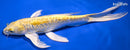 9.75" GINRIN DOITSU YAMABUKI OGON BUTTERFLY