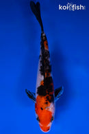 5.5" SANKE