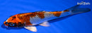 6.25" BENI GINGA