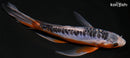 8" SHUSUI BUTTERFLY