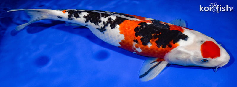 13.5" MARUTEN SANKE