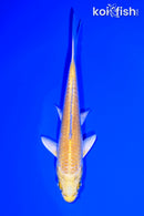 5.5" YAMABUKI OGON