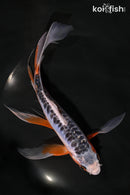 8" SHUSUI BUTTERFLY