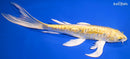 9.75" GINRIN DOITSU YAMABUKI OGON BUTTERFLY