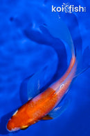 4.75" KOHAKU BUTTERFLY