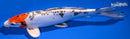 11.25" HEISEI NISHIKI