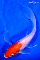 9" KOHAKU BUTTERFLY