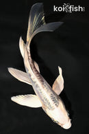 5.5" DOITSU KUJAKU BUTTERFLY