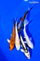 PACK OF (5) 4-5" STANDARD KOI