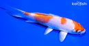 5.25" HARIWAKE