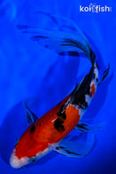 8.75" SANKE BUTTERFLY