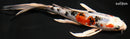 8.25" YAMATO NISHIKI BUTTERFLY