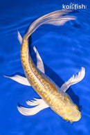 9.75" GINRIN DOITSU YAMABUKI OGON BUTTERFLY