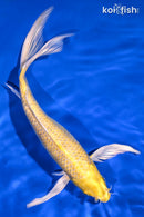 8.25" YAMABUKI OGON BUTTERFLY