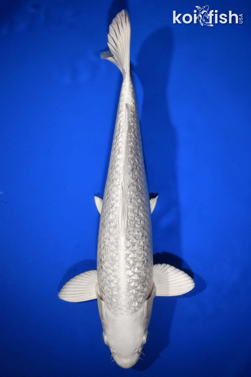 12.5" GINRIN PLATINUM OGON