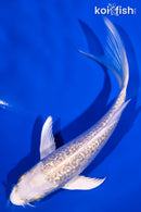 5.25" GINRIN LEMON HARIWAKE BUTTERFLY