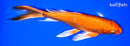 9" ORENJI OGON BUTTERFLY