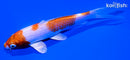 5.25" HARIWAKE