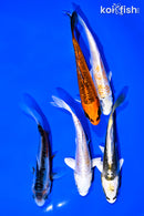 PACK OF (5) 4-5" STANDARD KOI