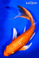 9" ORENJI OGON BUTTERFLY