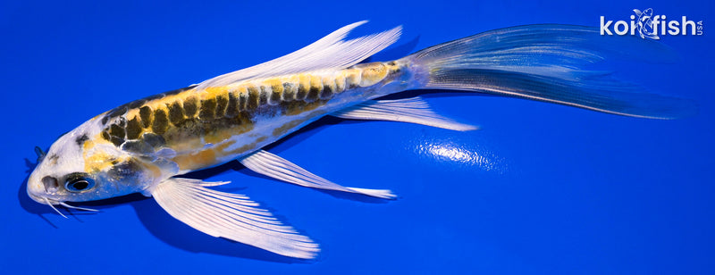6.25" ARAGOKE KIN KIKOKURYU BUTTERFLY