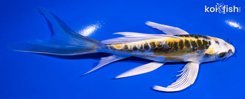 6.25" ARAGOKE KIN KIKOKURYU BUTTERFLY