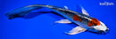 9.25" KUJAKU BUTTERFLY