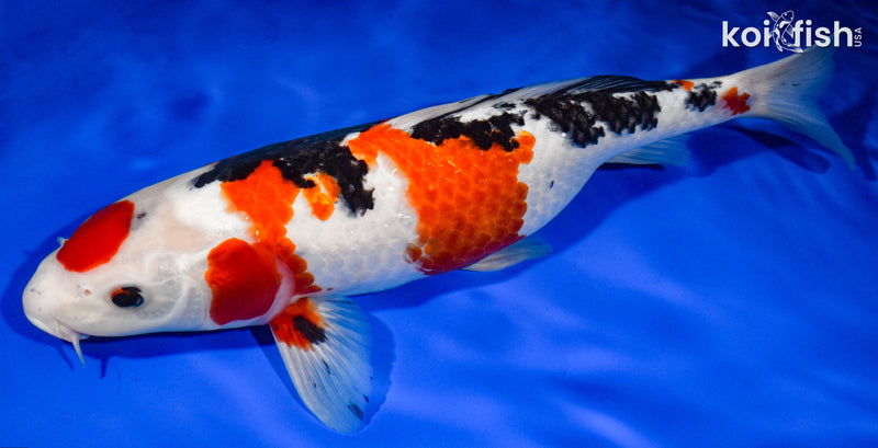 13.5" MARUTEN SANKE