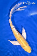 9.5" YAMABUKI OGON BUTTERFLY