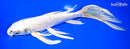 9" YAMATO NISHIKI BUTTERFLY