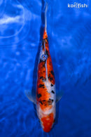 9.25" DOITSU SANKE
