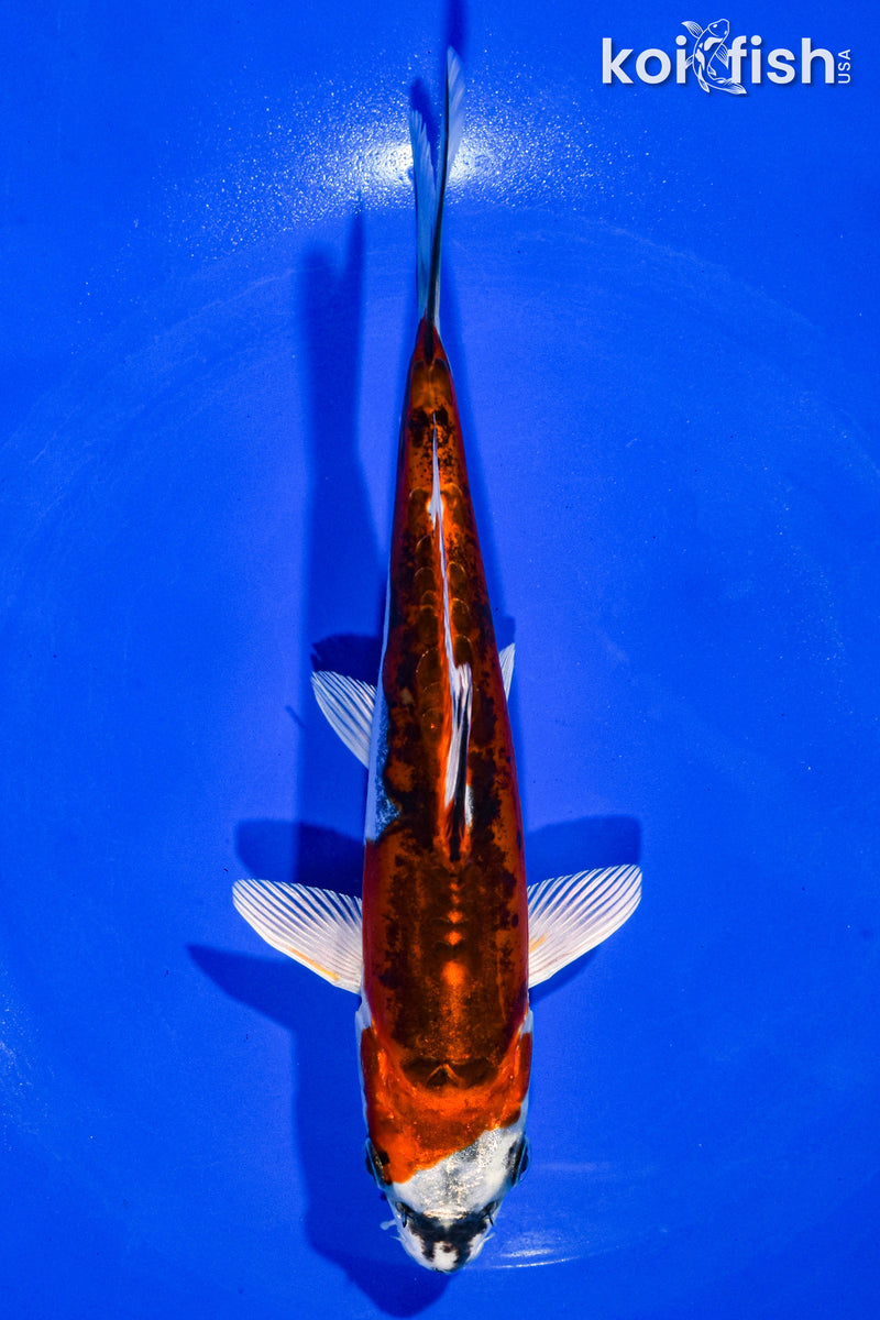 7" BENI KIKOKURYU