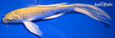 9.5" YAMABUKI OGON BUTTERFLY