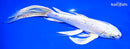 9" YAMATO NISHIKI BUTTERFLY