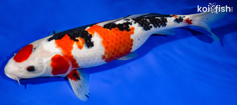 13.5" MARUTEN SANKE