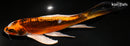 8" BENI KIKOKURYU BUTTERFLY