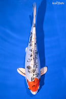 11.25" HEISEI NISHIKI
