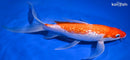 10" GINRIN KOHAKU BUTTERFLY