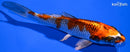 6.25" BENI GINGA