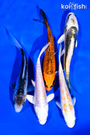 PACK OF (5) 4-5" STANDARD KOI