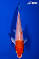 5.75" HARIWAKE