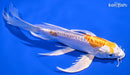 7.5" KIKUSUI BUTTERFLY