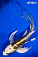 6.25" ARAGOKE KIN KIKOKURYU BUTTERFLY