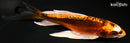 8" BENI KIKOKURYU BUTTERFLY