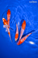PACK OF (5) 3.75-4.25" STANDARD KOI