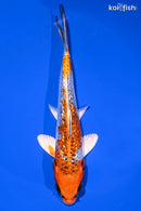 6.5" GINRIN KUJAKU
