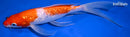 10" GINRIN KOHAKU BUTTERFLY