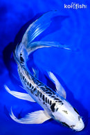 9.75" KIKOKURYU BUTTERFLY